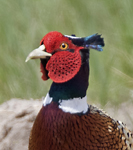 Ring-necked Pheasant